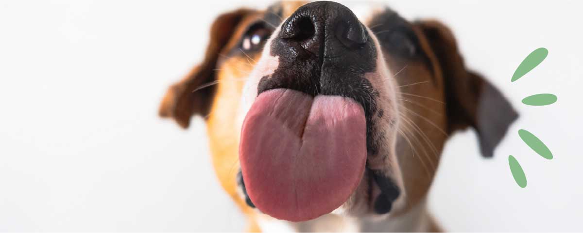 Dealing with Spring Allergies - Hornsby Veterinary Hospital